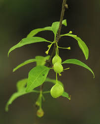 Image result for Canthium glaucum