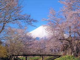 5 Best Cherry Blossom Spots Around Mt Fuji 2021 Japan Web Magazine