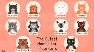 48 Cute Names For Male Cats