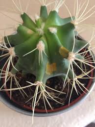 Many times once the obvious signs show up (cactus turning yellow, black or brown. Help Cactus Turning Yellow I Water It Twice Monthly Whats Happening Gardening Garden Diy Home Flowers Roses Nature Lan Cactus Horticulture Turn Ons