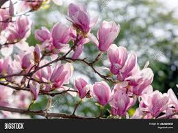 Download in under 30 seconds. Pink Blossom Magnolia Image Photo Free Trial Bigstock