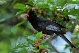 Their range stretches from alaska all the way down to the baja coast. Striking Black Bird With Red Beak Hd Wallpaper Background Image 2048x1363