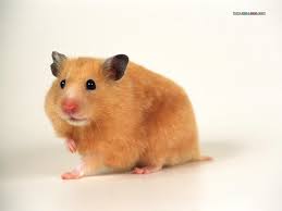 Funniest guy has been dethroned! Golden Hamster Wallpapers Wallpaper Cave