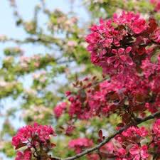 ZTE Vodafone 1231 Flowers Wallpapers