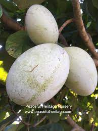 The second named selection from the kentucky state university pawpaw breeding program! Ksu Chappell Pawpaw Tree Parts Of A Flower Organic Plants Tropical Flavor