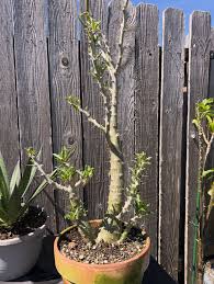 Image result for Pachypodium saundersii