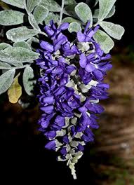 Image result for Indigofera secundiflora