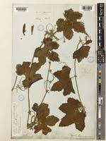 Image result for Peponium vogelii