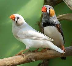 Finchies Pet Birds Beautiful Birds Finches Bird
