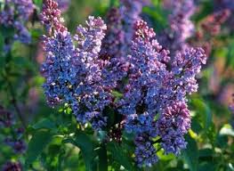 Comment Bouturer Le Lilas Les Bons Gestes Arbuste Arbre De Jardin Boutures