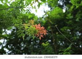 Image result for Strychnos usambarensis