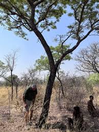 Image result for Burkea africana