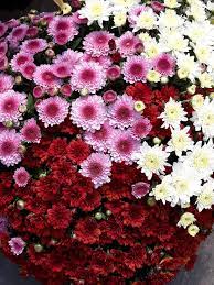 Belgian Mums Gardening Garden Diy Home Flowers Roses Nature Landscaping Horticulture Orchids Plants Aerogarden