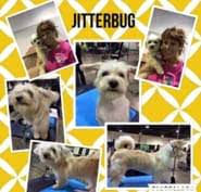 Uncover why bubbles pet spa is the best company for you. Barks N Bubbles Pet Spa Inc Opening Hours 453d Pembina Hwy Winnipeg Mb