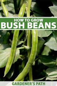 Maybe you would like to learn more about one of these? How To Grow Bush Beans Gardener S Path