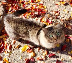 Autumn Colours Louis The Cat Australia Travel Fall Colors My Photos