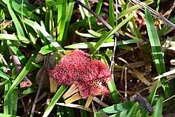 Image result for Parkia filicoidea