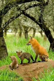 Pin By Cesur Ozturk On Wonderful World Wildlife Animals Animals Wild Fox