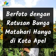 Oyo 564 bunga matahari guest house and hotel is located in batu, malang. Berfoto Dengan Ratusan Bunga Matahari Hanya Di Kota Apel Wisata Malang