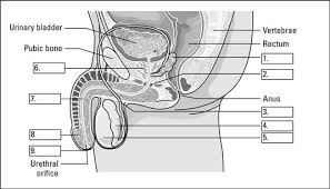 (i) the human female reproductive system which produces eggs is ovary. Identify The Parts Of The Male Reproductive System Dummies