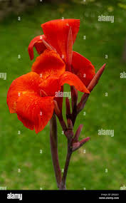 Image result for Cannaceae