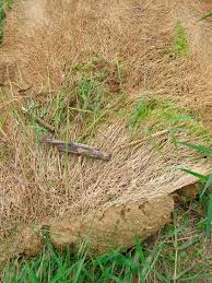 Image result for Mayaca baumii