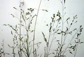 Image result for Poa schimperiana