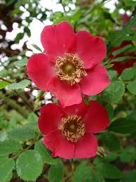 Jun 03, 2016 · r. Geraniums Red Flowers Flowers