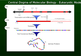 what are the similarities between dna and rna albert io