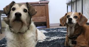 We did not find results for: What Causes Bladder Infections In Dogs Zoetis Petcare