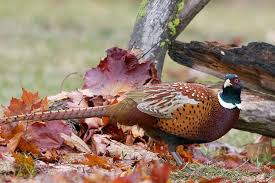 Ring Necked Pheasant Male Bella Vista Road Vernon British Columbia Pheasant Hunting Pheasant Ring Necked Pheasant