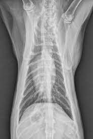 Lung tumors (feline lung tumors): Pulmonary Neoplasia Digital Metastasis In Cats Clinician S Brief