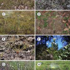 Image result for Syngonanthus longibracteatus