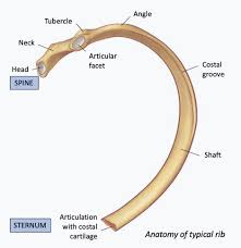 The human rib cage is made up of 12 paired rib bones. Rib Injury Rib Injury Clinic