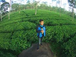 Dari surabaya jaraknya sekitar 60 km. Kebun Teh Wonosari Viewnya Keren Lawangkebun Teh Wonosariçš„å›¾ç‰‡ Tripadvisor