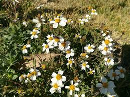 Image result for Bidens oligoflora