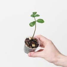 Image result for Gonatopus