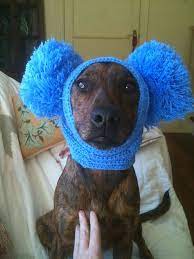 Practical And Humiliating Fantastic Yet Another Reason To Learn To Crochet Crochet Dog Dog Hat Dog Sweaters