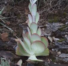 Image result for kalanchoe thyrsiflora