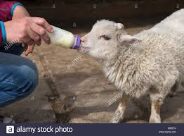 Woman Drinking Milk Bottle Stock Photos Woman Drinking