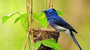 Sound Of Birds Chirping In The Morning Mp3 Free Download Early Morning Canyon Birds Chirping Softly Sound Effects Mp3 Free Download Pikbest