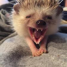 Wind Ranger Big Yawn Good Morning Elton Elton Is Having His Nails Trimmed Tonight Canadaday Love Cute Cute Baby Animals Funny Hedgehog Cute Animals