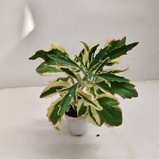 Image result for Kalanchoe laciniata
