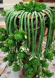 Image result for Monadenium crenatum