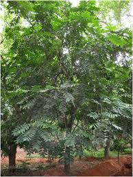 Image result for Aphanamixis polystachya