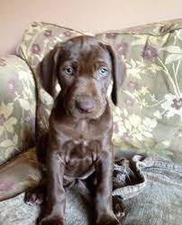 German shepherds are dogkind's finest herding and guardian dogs. Extremely Special Gsp X Weimaraner Puppies Leicester Leicestershire Pets4homes