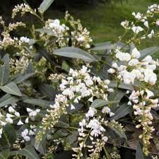 Image result for Hardenbergia