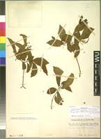 Image result for Combretum padoides