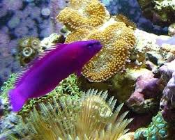 صور حيوانات وحشرات مخلوقات بنفسجية اللون Purple Animals Animals Colorful Animals