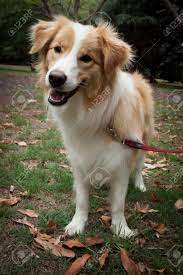 Pin On Dog Itchy Skin